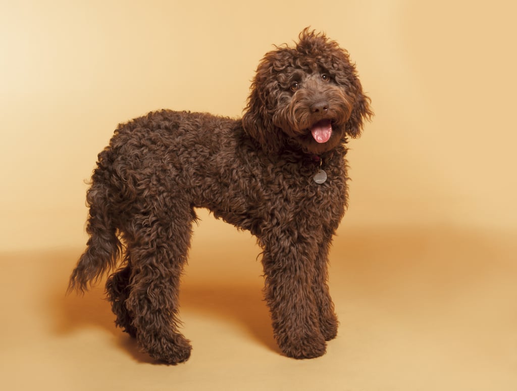 Cute Pictures of Labradoodles