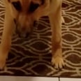 This Rescue Dog Was Too Afraid to Walk on Hardwood Floor, So His New Owners Came Up With the Sweetest Workaround