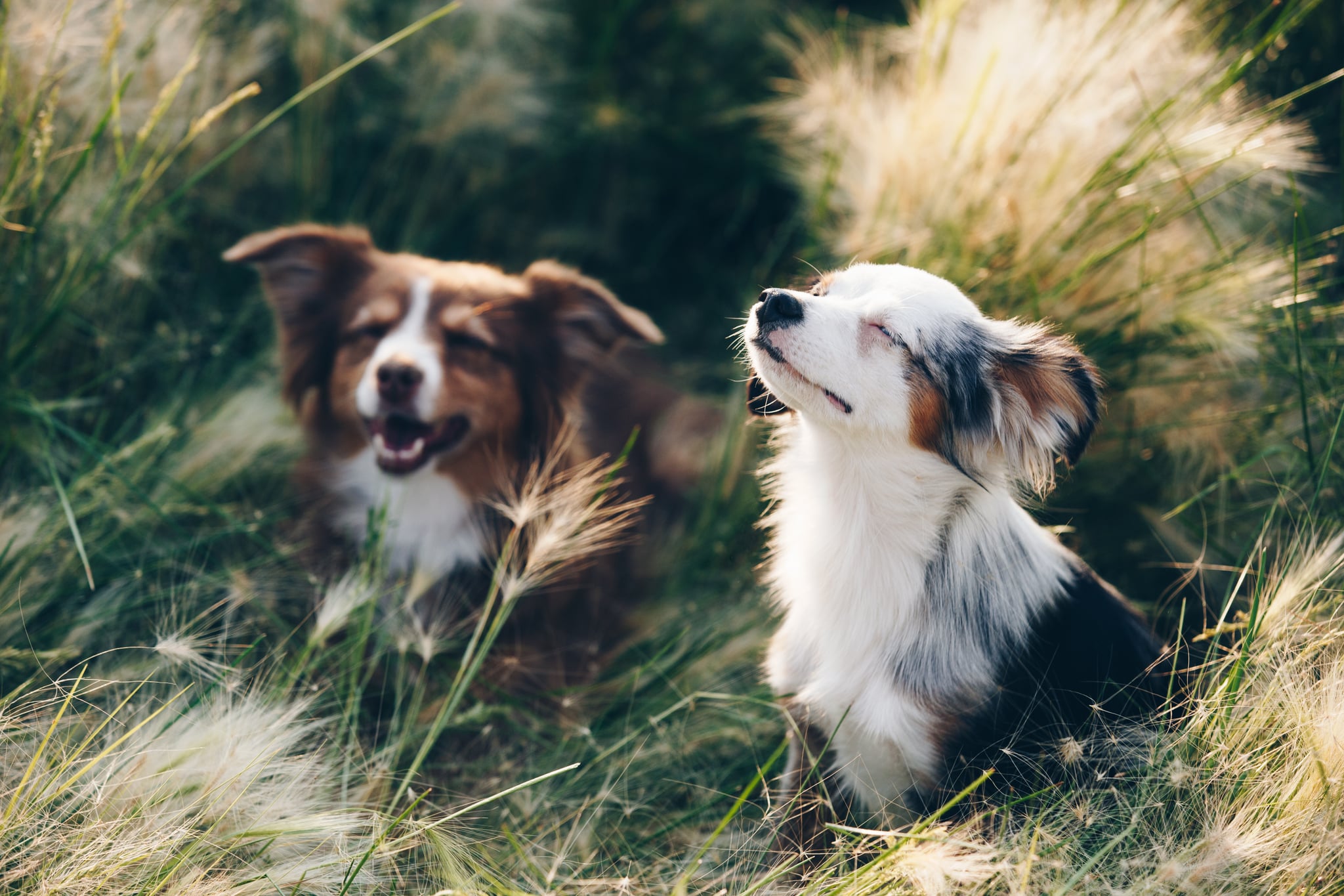 Dogs Cats And Other Pets 40 Adorable Aussies Who Will Make Your Heart Skip A Beat Popsugar Pets Photo 10