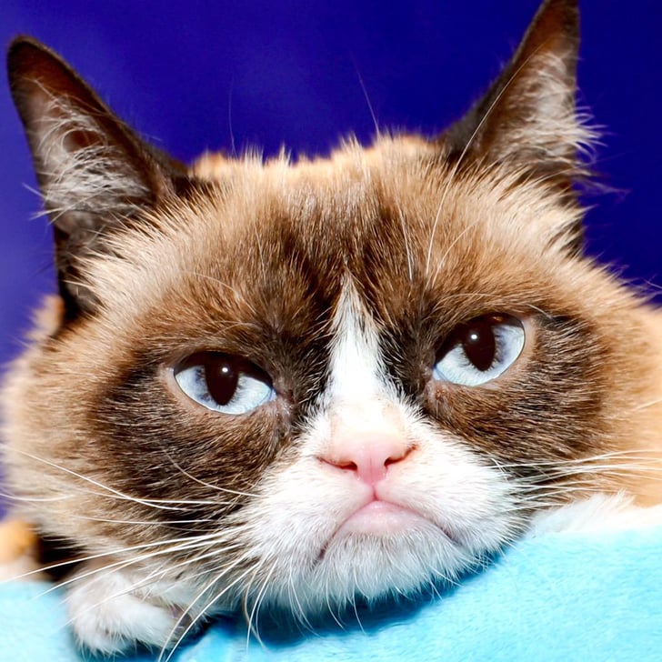 Grumpy Cat, 292K Followers | Most Famous Cats on Twitter | POPSUGAR ...