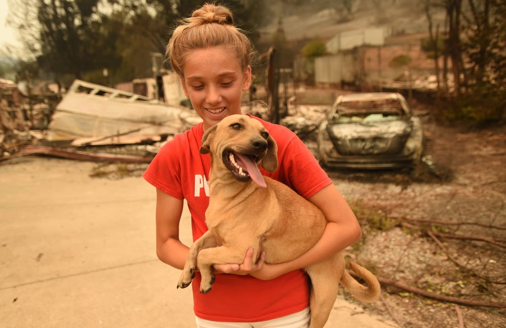 Animals Being Rescued From California Wildfires Nov. 2018