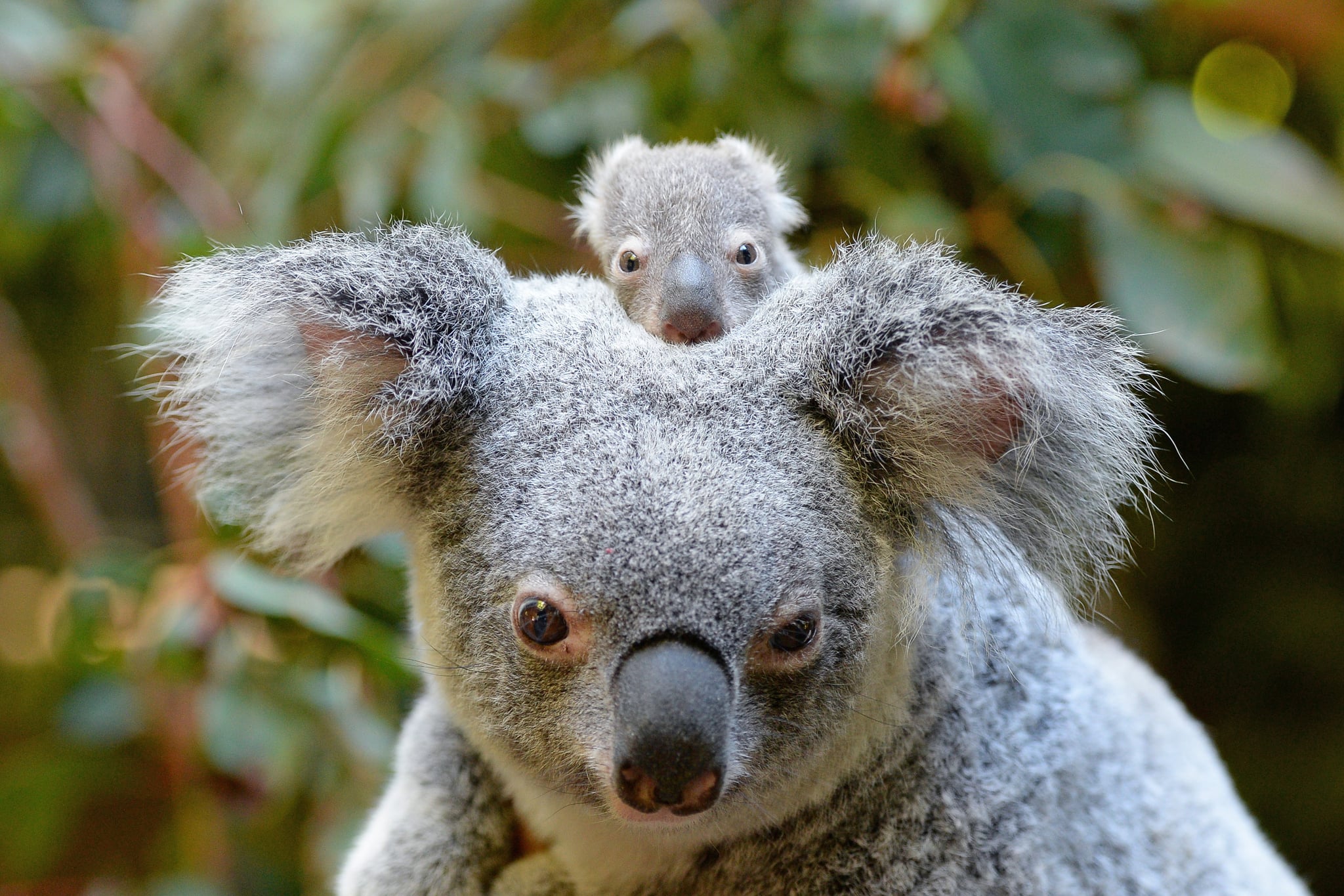 baby-koala-macadamia-born-at-australia-zoo-2017-popsugar-australia-news