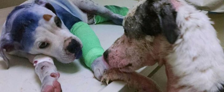Abused Dogs Become Friends in South Carolina Shelter