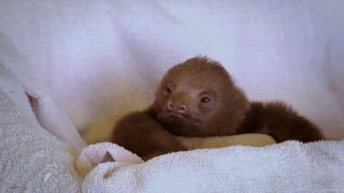 This sloth pondering his life.