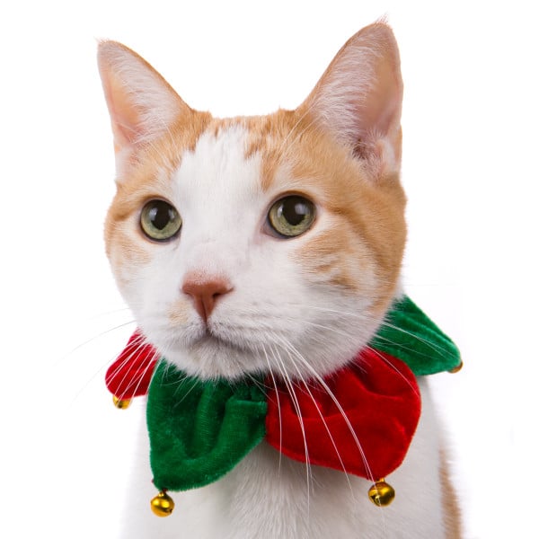 If your cat hates sweaters as much as mine do, you might want to go the alternative route for holiday dressing. A festive jingle bell collar ($8) is less annoying for cats but just as fun for humans!