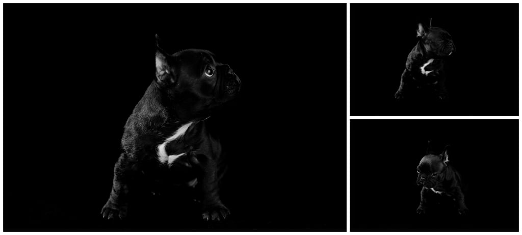 Newborn Photo Shoot With French Bulldog Puppy