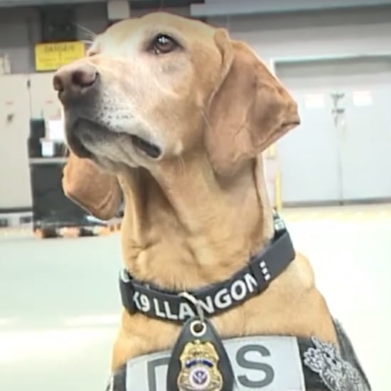 Bomb-Sniffing Dogs Up For Adoption
