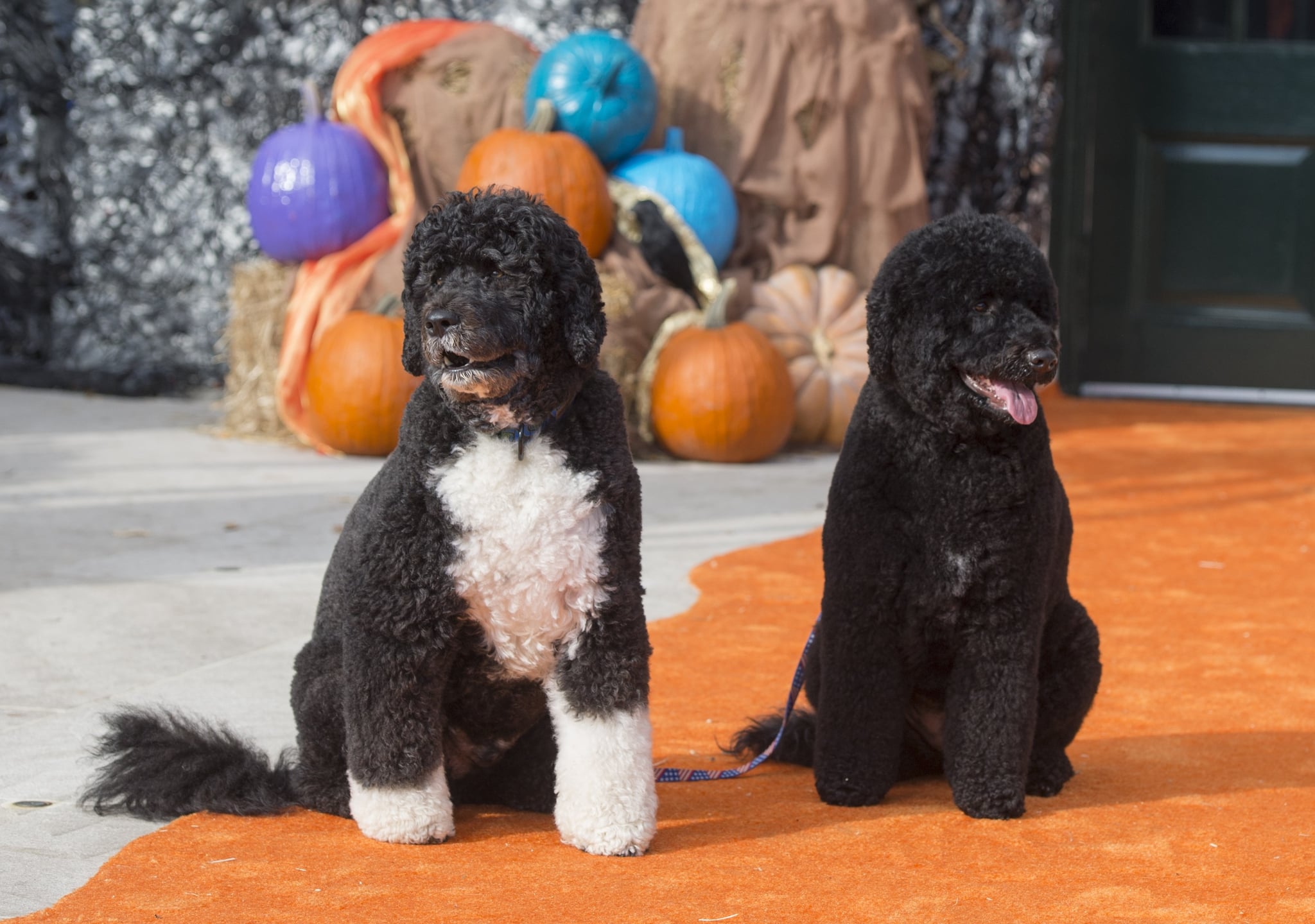 صور بو وصني أوباما Popsugar Middle East Pets
