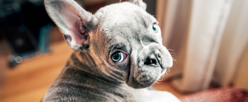 Can My Dog Get Mad at Me?