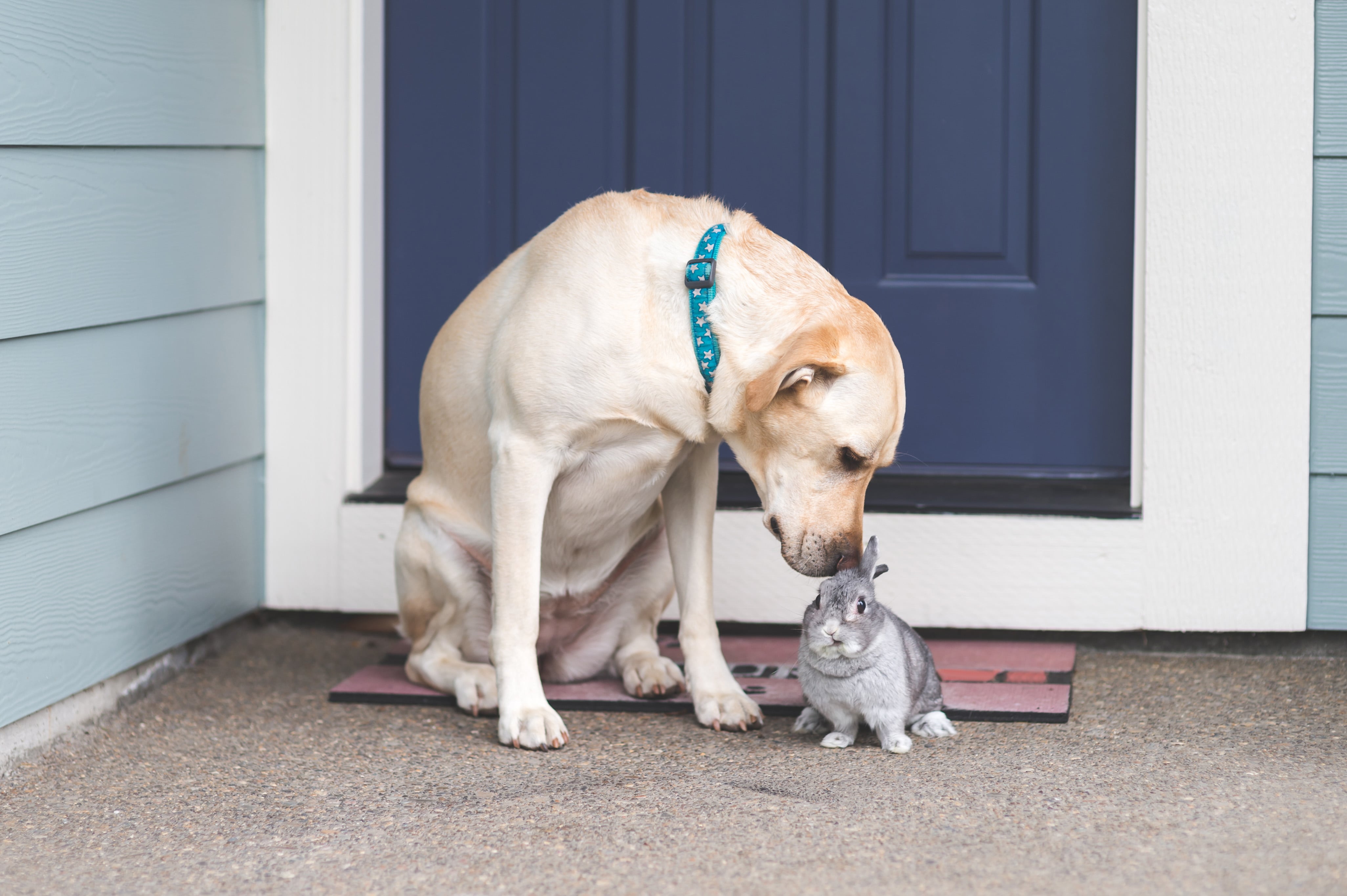 Good companions for dogs discount