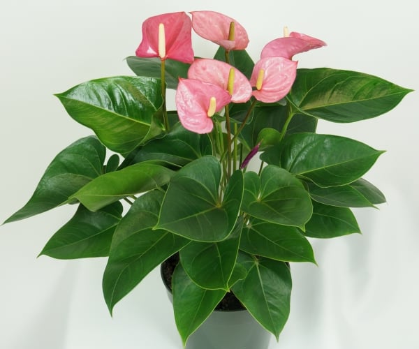 Pink Anthurium Plant Best Indoor Flower Plants For Beginners