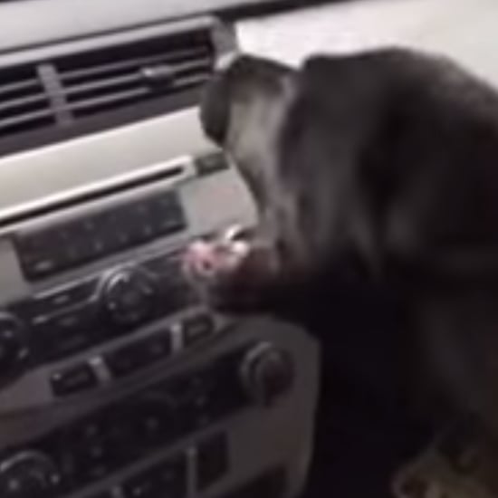 Dog Meets Air Conditioner | Video
