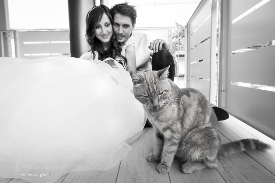 Wedding Photos With Cats