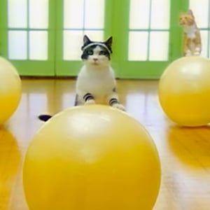 Cat Workout Commercial | Video