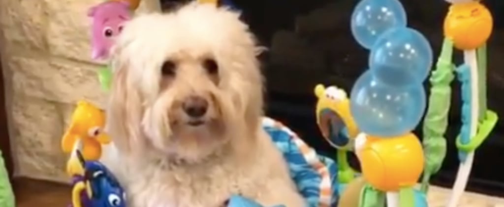 Goldendoodle Playing With Baby Toys