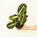 Bestselling Live Plants and Flowers on Amazon