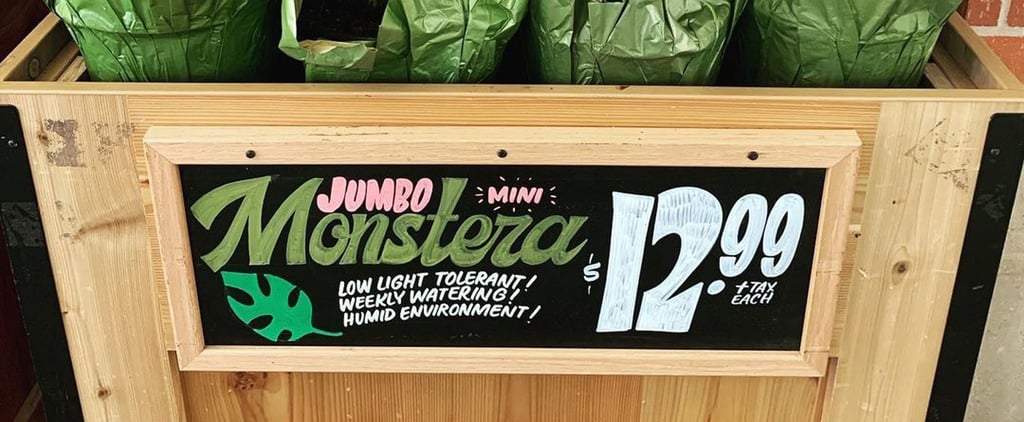 Trader Joe's Plants That Are Affordable and on Trend