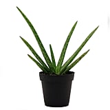 Aloe Vera ($9)