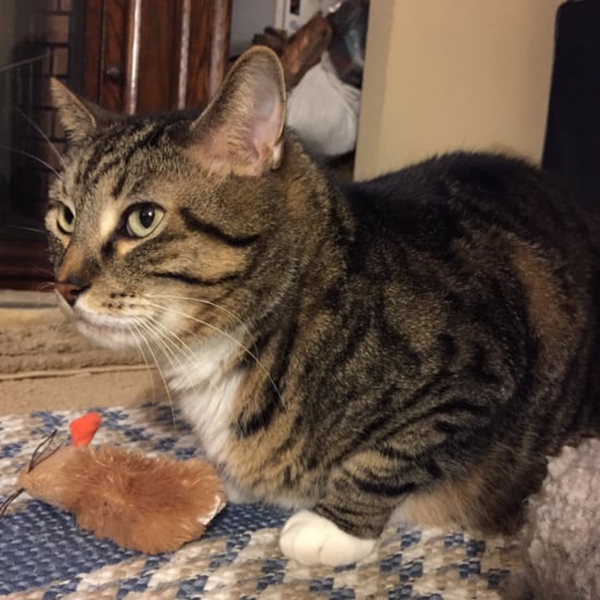 Cat Has Jaw Surgery to Remove Tumor