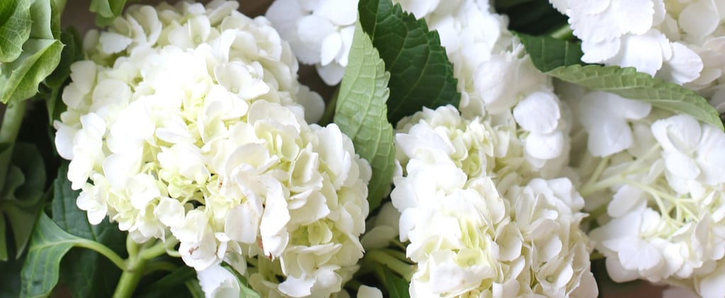 9 Facts Every Hydrangea-Lover Needs to Know