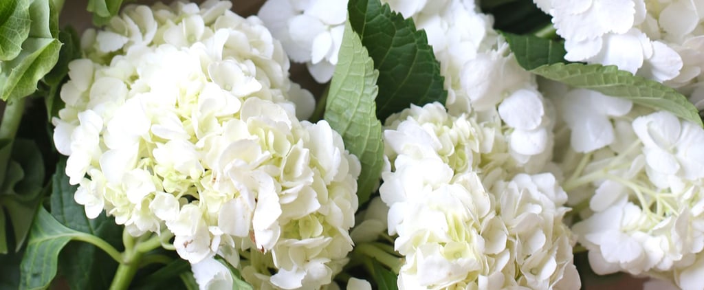 Interesting Facts About Hydrangea