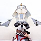 Tinkerbelle the Dog's Trip to Las Vegas | POPSUGAR Pets - 160 x 160 jpeg 6kB