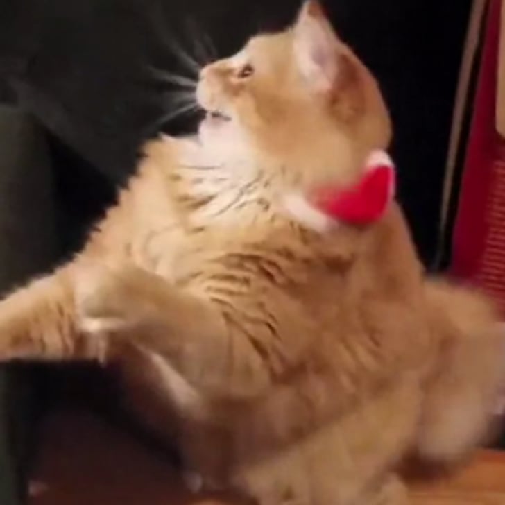 Cat In Santa Hat Gif Popsugar Pets