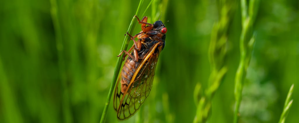 What Happens If My Dog Eats a Cicada?