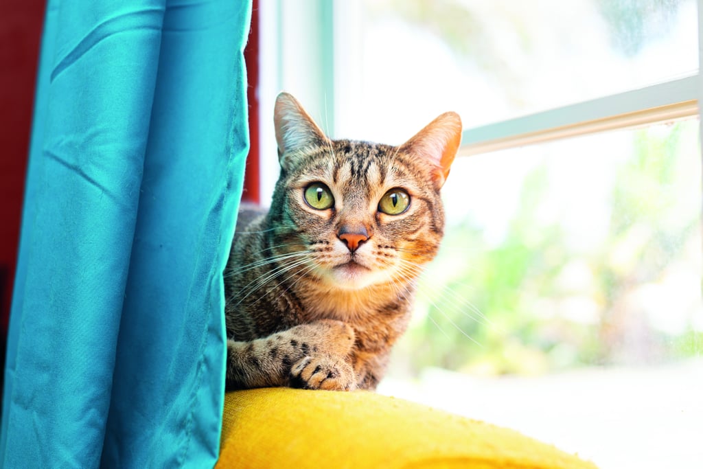 "This will allow for an even exposure throughout the scene, and you won't have to decide which area to use as the anchor point for proper exposure. Another optimal scenario, given the same setting, is if Fluffy chooses to be in a different part of the house. She hopped down from the windowsill and is currently stretching out in the middle of the floor of the eastmost room. There's some light pouring in from the east-facing window. We could take this shot a million different ways, but how we position ourselves relative to the light source will make all the difference. As long as we shoot so that the sunlight is not being blocked by our subject or ourselves, we can really harness the power of the sun!"