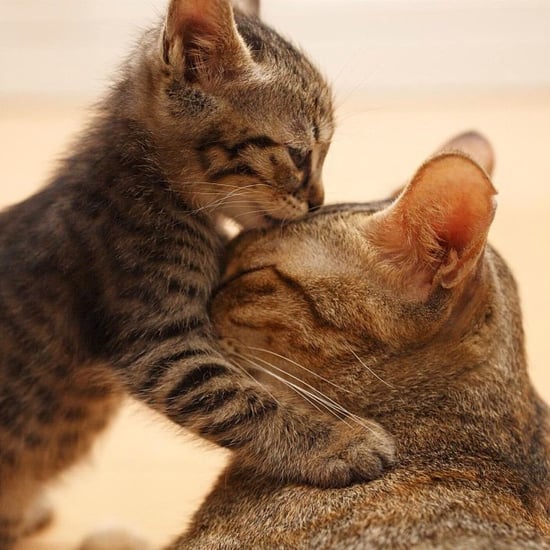 Pets Kissing | Pictures