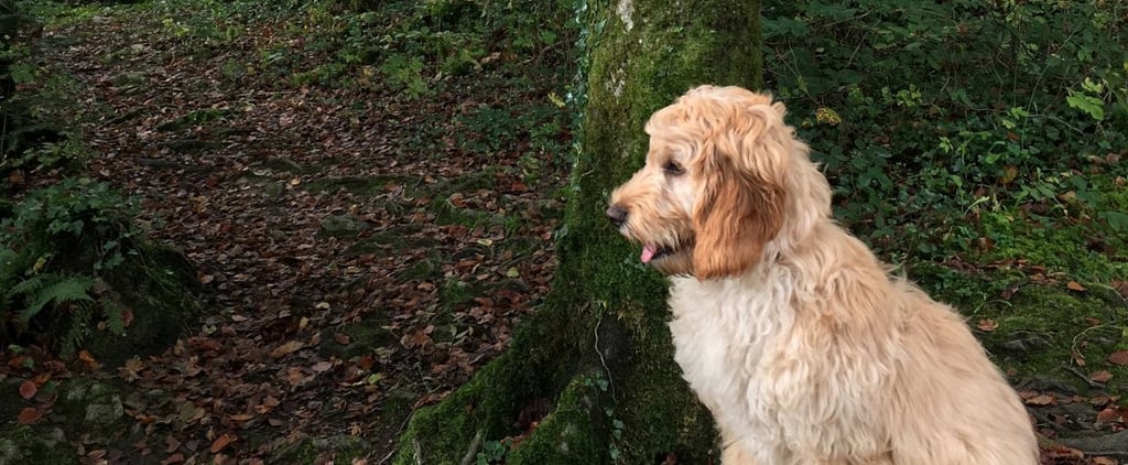 Essay About Keeping Your Dog Away From Other Dogs