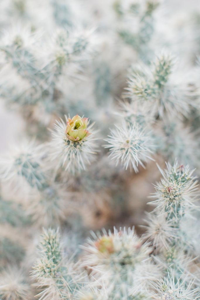 Mojave Desert Engagement Photos