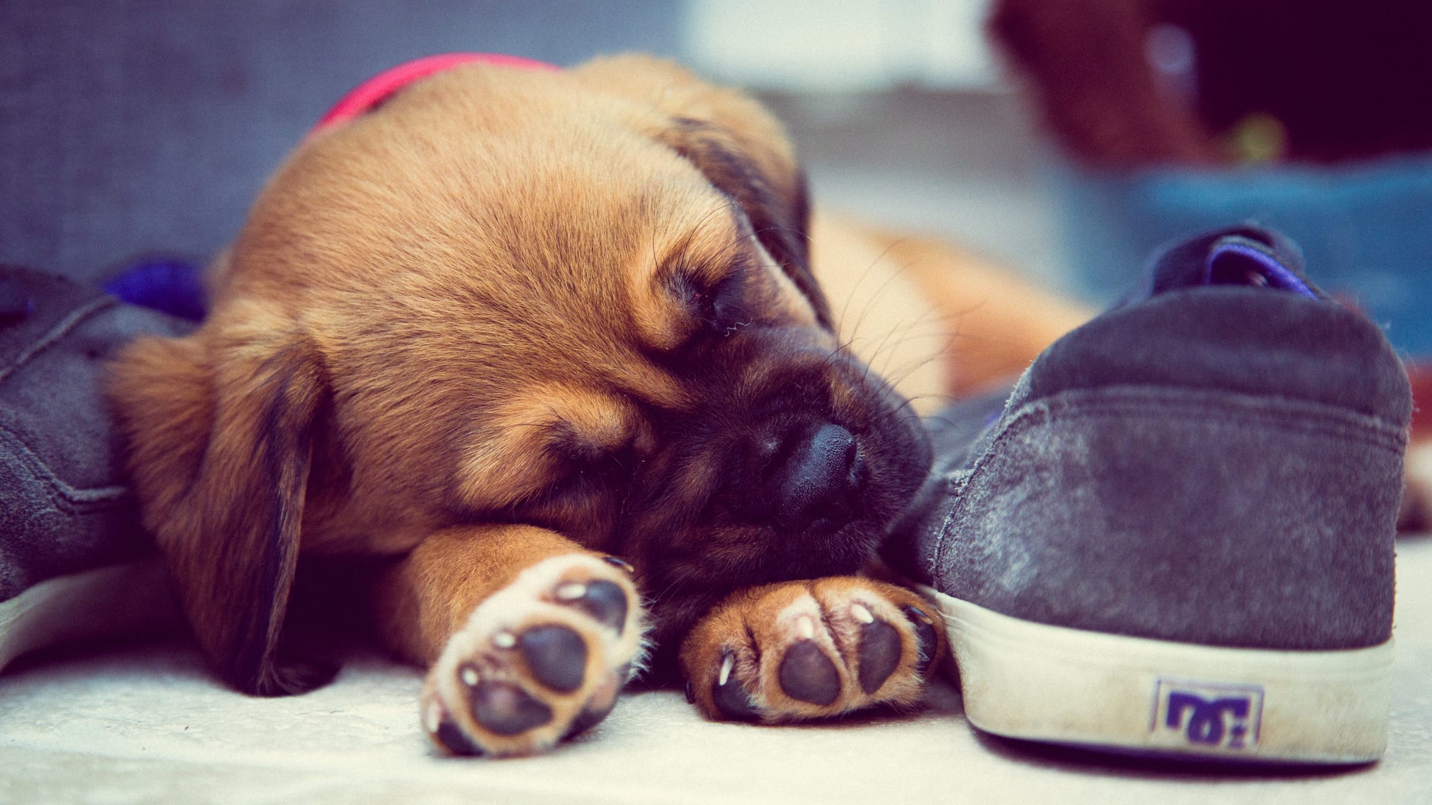 Your Puppy's Sleep Training Is Way Less Painful
