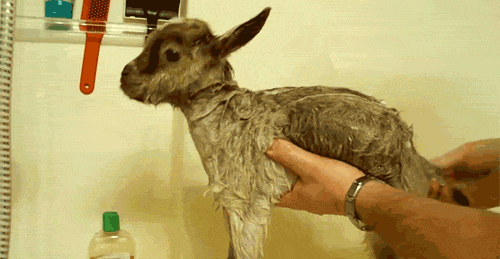 A baby goat getting a bath.
