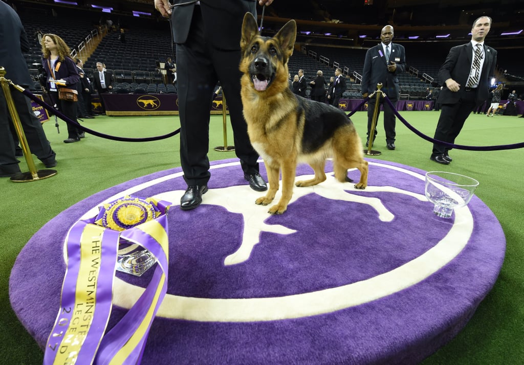 Rumor the German Shepherd Wins Best in Show at Westminster