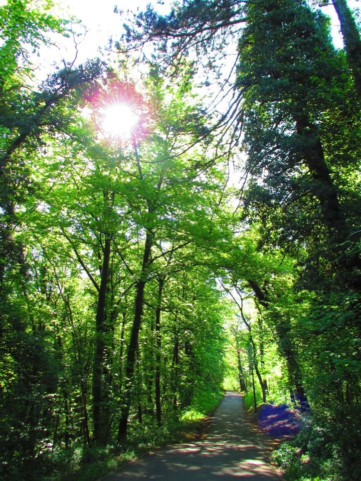 Forest in Reinach - BL - Switzerland