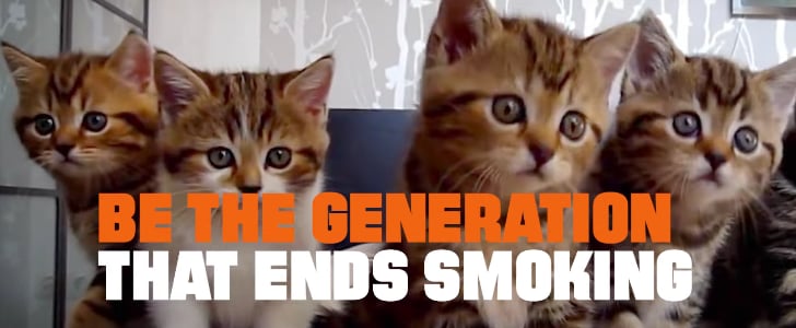 CATmageddon Video