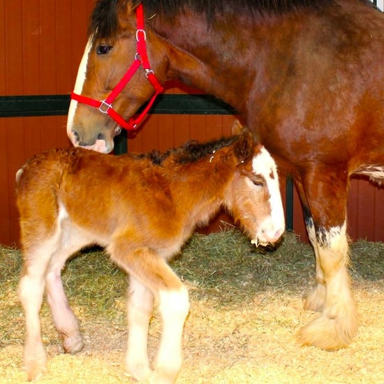 New Budweiser Clydesdale Horse 2016
