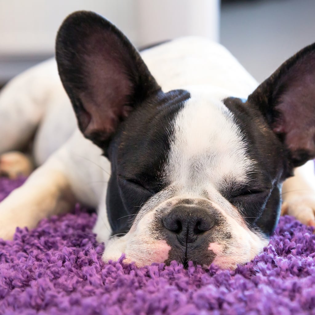 Best Vacuums For Pet Hair On Carpet And Hardwood POPSUGAR Pets