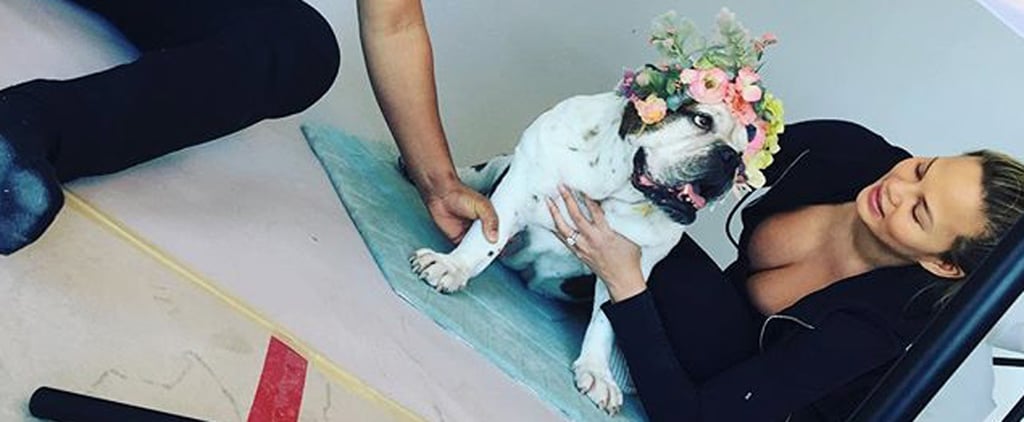 Chrissy Teigen's Dogs in Photo Shoot For Nursery