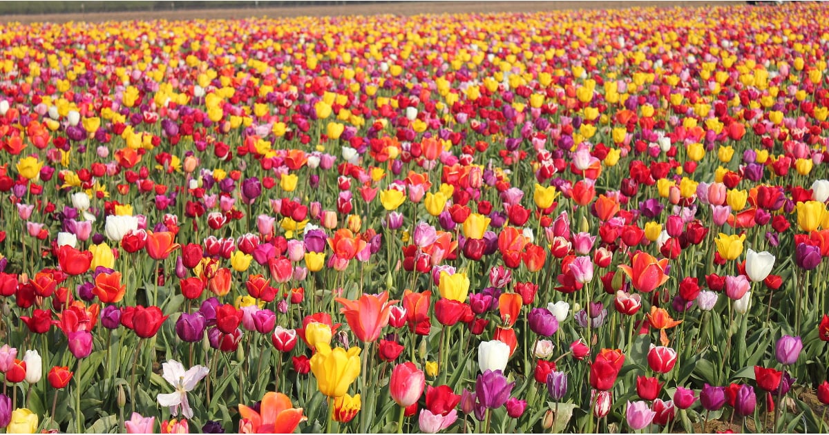 Best Places to See Flowers in America POPSUGAR Smart Living