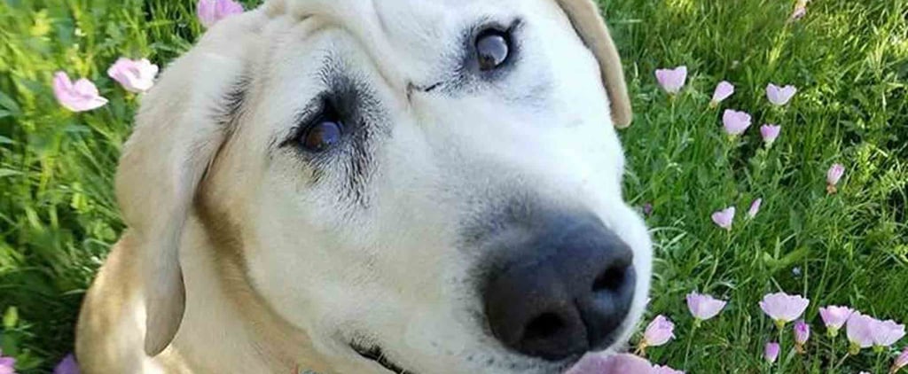 Woman Adopts Dog With Facial Deformity