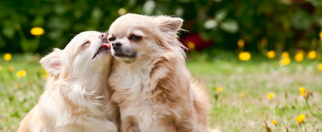Cute Chihuahua Pictures