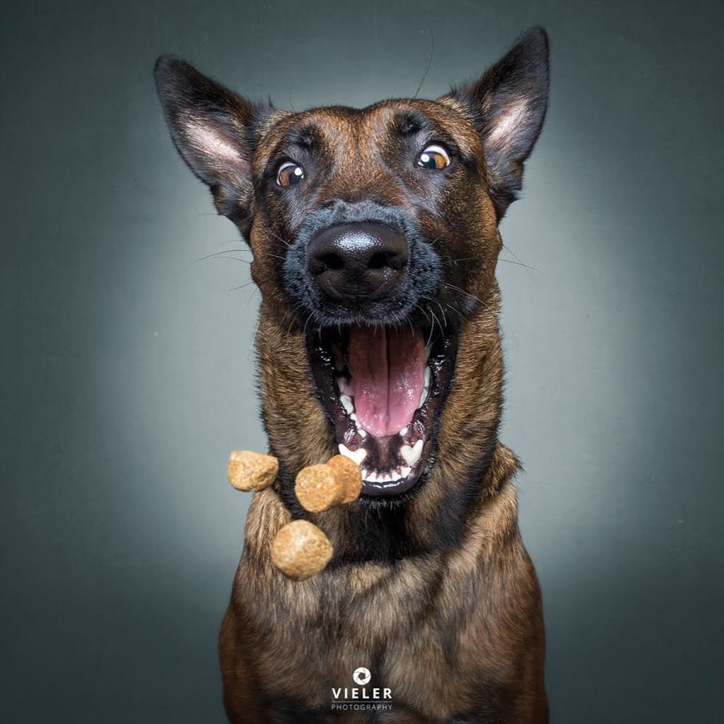 Dogs Catching Treats Photo Series