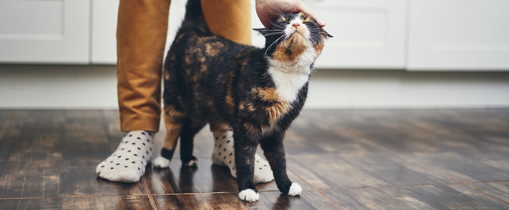 How to Control Litter Box Odor