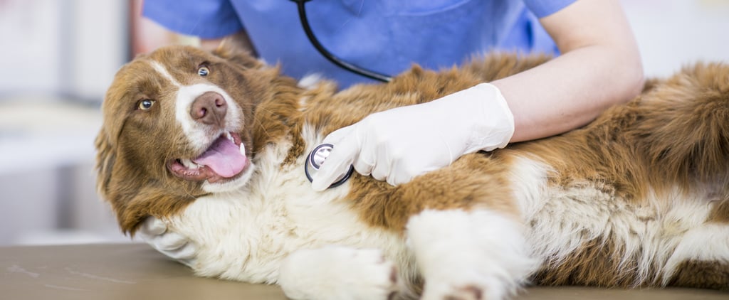 Can My Dog Give Blood?