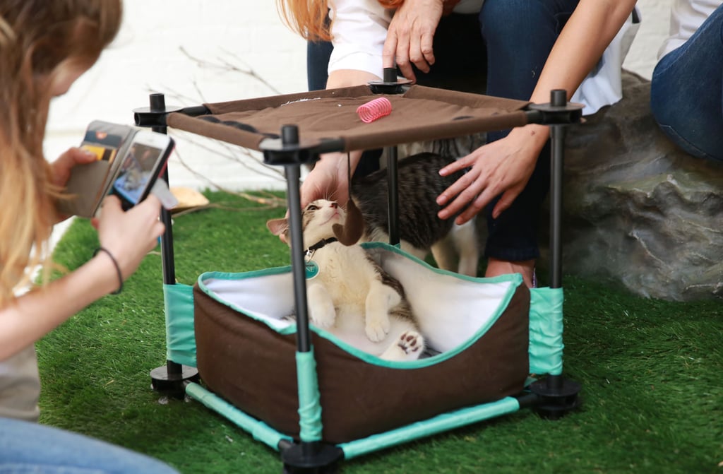 Purina ONE Cat Camp