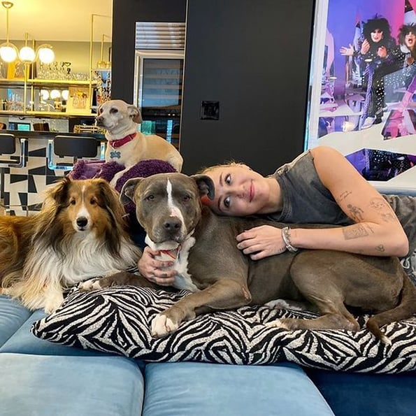 How Many Dogs Does Miley Cyrus Have? | POPSUGAR Celebrity