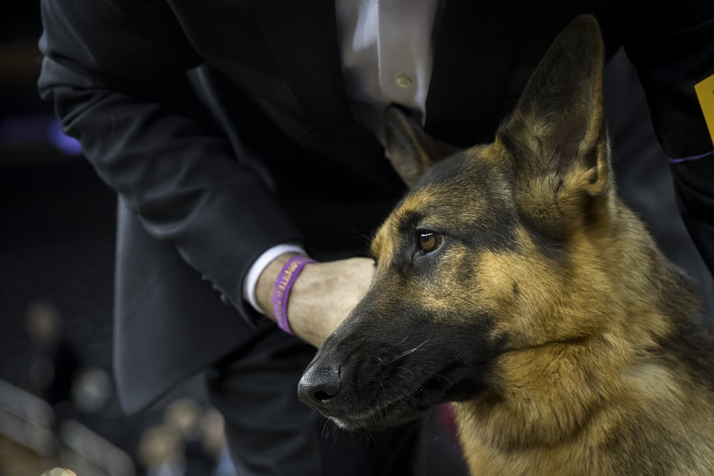 Rumor the German Shepherd Wins Best in Show at Westminster POPSUGAR