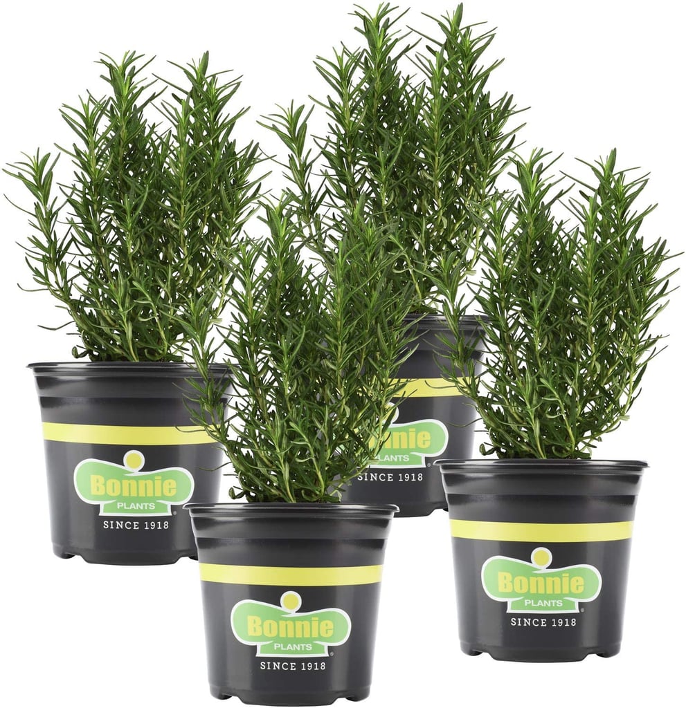 Bonnie Plants Live Rosemary Plant (4-Pack)